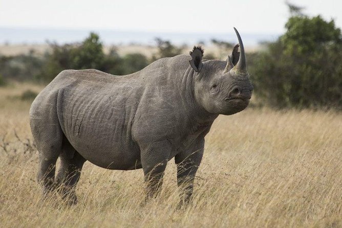Day Tour to Ol Pejeta Conservancy - The first two-hour game drive