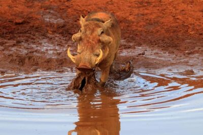 Day tour to Tsavo East National Park from Malindi/ Watamu