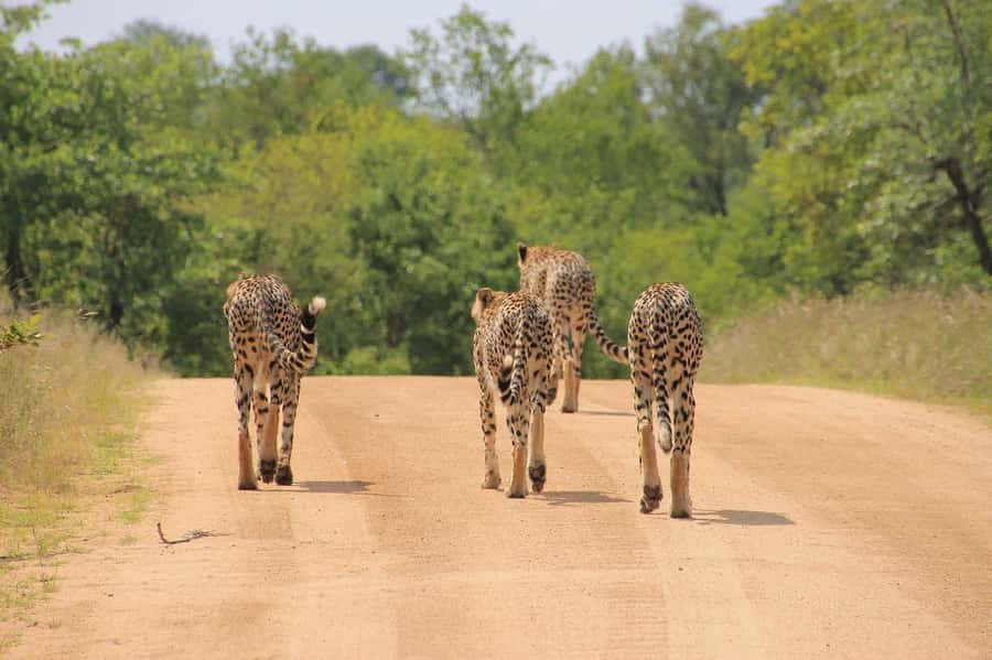 Day tour to Tsavo East National Park from Malindi/ Watamu - Searching for lions and the Big Five