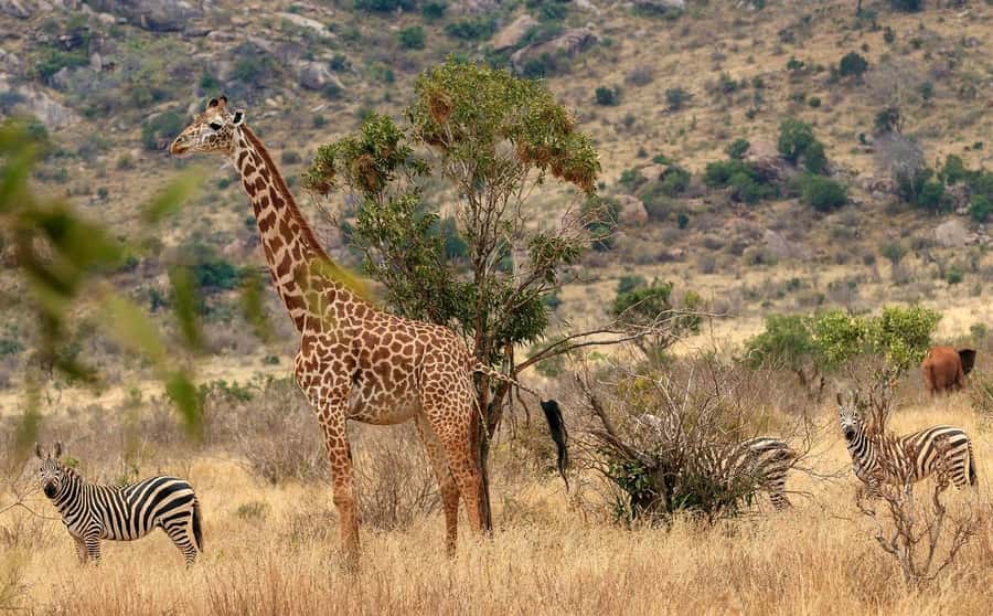 Day tour to Tsavo East National Park from Malindi/ Watamu - How long is the game drive?