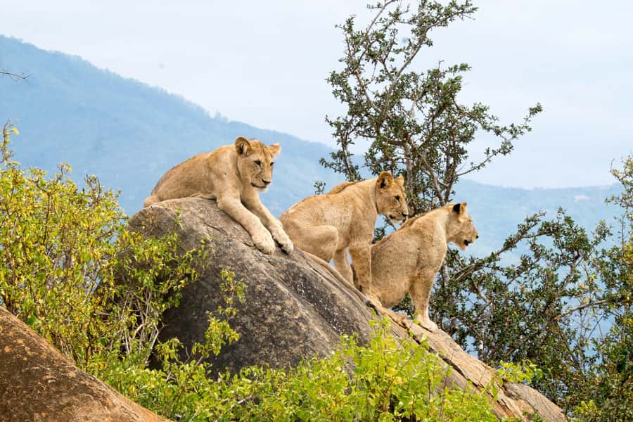 Day tour to Tsavo East National Park from Malindi/ Watamu - What the $389 price includes