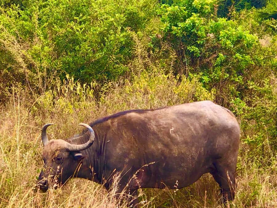 DAY TOUR TO TSAVO EAST NATIONAL PARK FROM MOMBASA/DIANI - Key points to know before booking