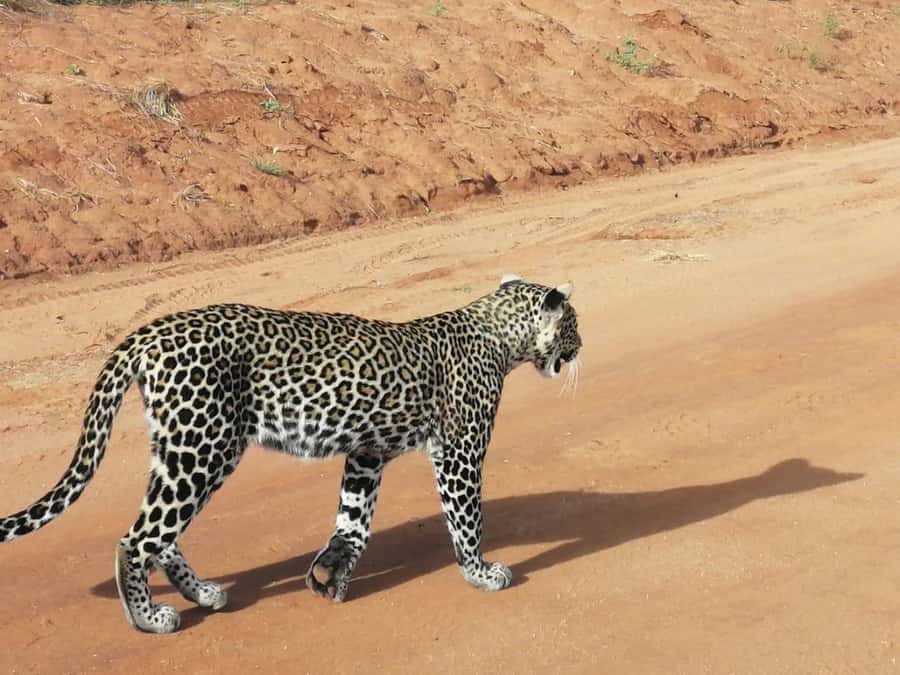 DAY TOUR TO TSAVO EAST NATIONAL PARK FROM MOMBASA/DIANI - Why Tsavo East works as a day safari