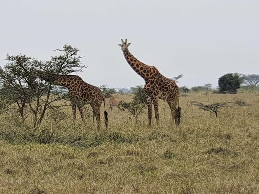 DAY TOUR TO TSAVO EAST NATIONAL PARK FROM MOMBASA/DIANI - Entering through Bachuma Gate