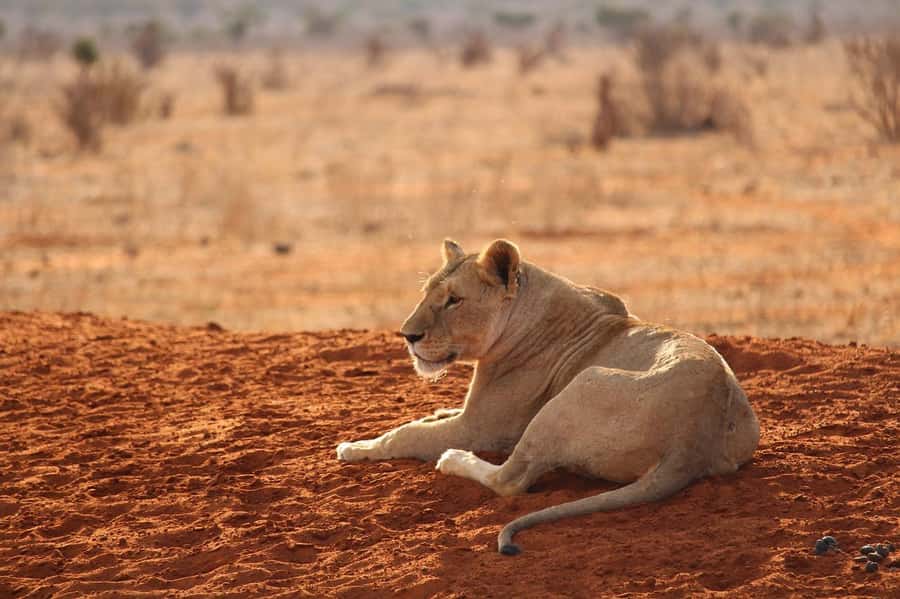 DAY TOUR TO TSAVO EAST NATIONAL PARK FROM MOMBASA/DIANI - The afternoon game drive and return road