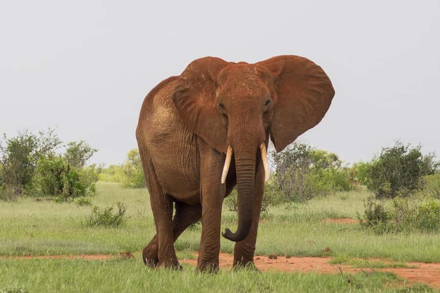 DAY TOUR TO TSAVO EAST NATIONAL PARK FROM MOMBASA/DIANI - Who will enjoy this safari most