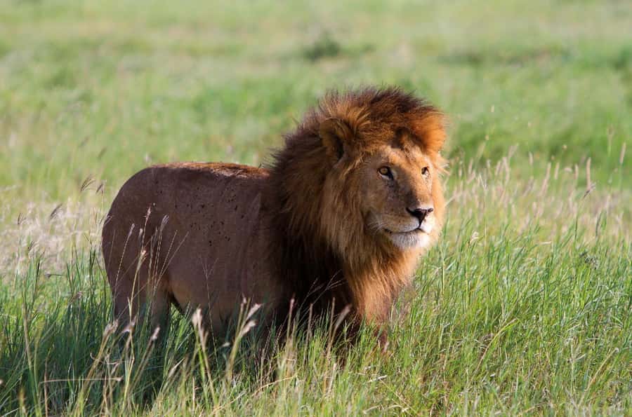 DAY TOUR TO TSAVO EAST NATIONAL PARK FROM MOMBASA/DIANI - The 5:00am start from Mombasa or Diani