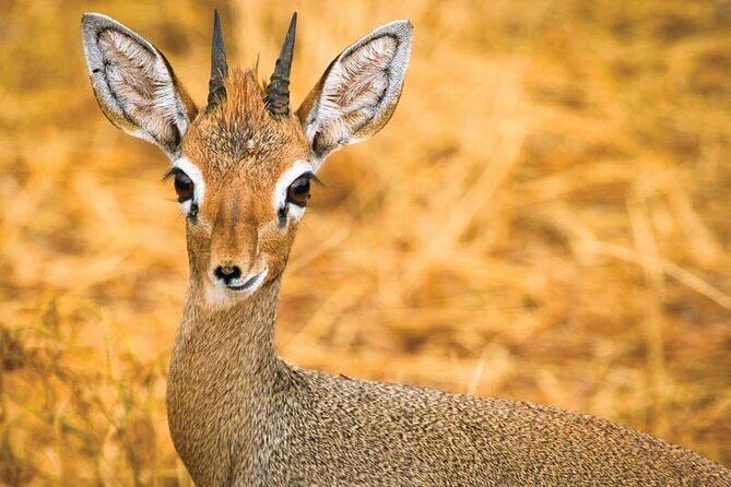 Day Tour to Tsavo East National Park from Mombasa or Diani - Lunch at Voi Safari Lodge