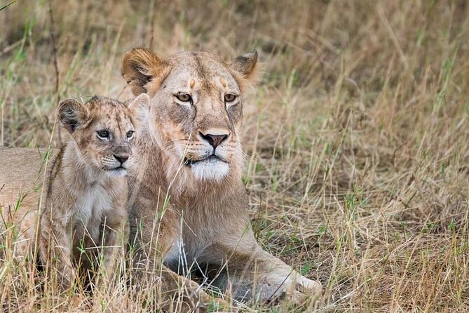 Day Tour to Tsavo East National Park from Mombasa or Diani - The afternoon drive before leaving the park