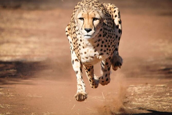 Day Tour to Tsavo East National Park from Mombasa or Diani - What the $280 price covers