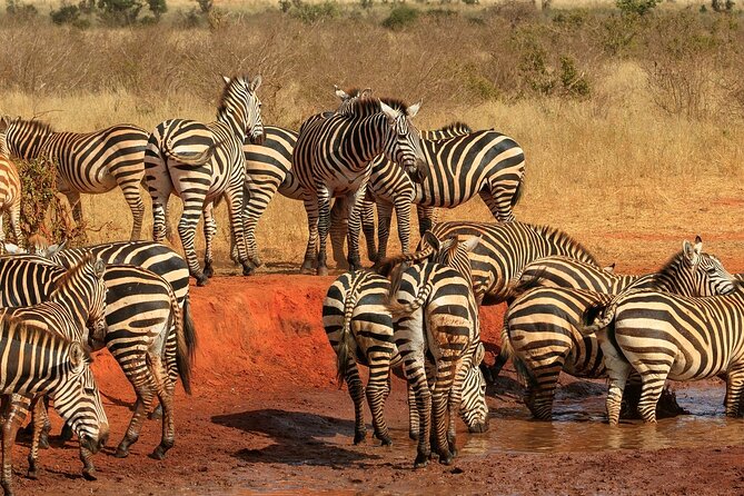Day Tour to Tsavo East National Park from Mombasa or Diani - Who will enjoy this day most