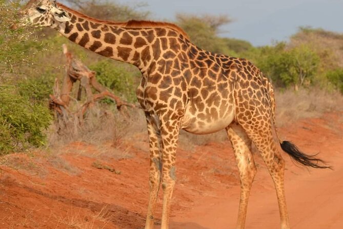 Day Tour to Tsavo East National Park from Mombasa or Diani - Aruba Dam and the best chance near water