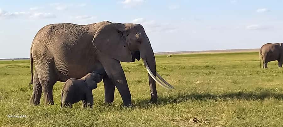 DAY TRIP AMBOSELI NATIONAL PARK FROM NAIROBI BUDGET SAFARI. - Key points to know before booking