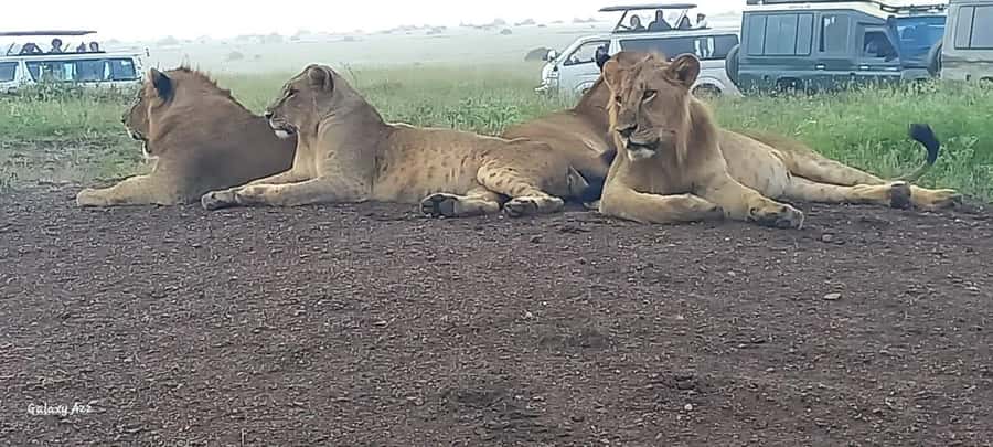 DAY TRIP AMBOSELI NATIONAL PARK FROM NAIROBI BUDGET SAFARI. - Why Amboseli makes a strong day trip from Nairobi