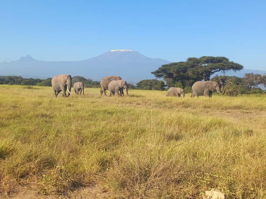 DAY TRIP AMBOSELI NATIONAL PARK FROM NAIROBI BUDGET SAFARI. - Kilimanjaro views and the right time for photographs