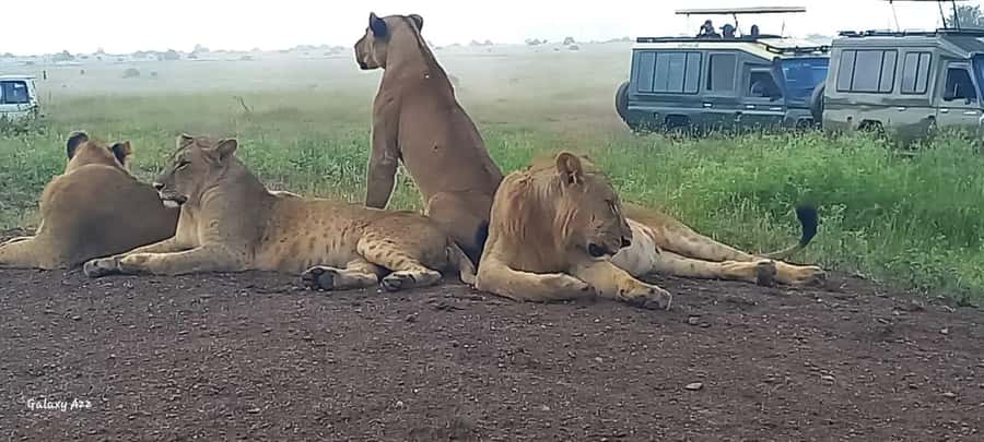 DAY TRIP AMBOSELI NATIONAL PARK FROM NAIROBI BUDGET SAFARI. - What the Masai village visit adds