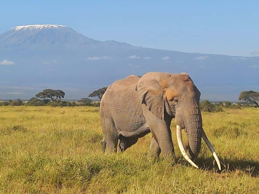 DAY TRIP AMBOSELI NATIONAL PARK FROM NAIROBI BUDGET SAFARI. - Comfort, timing, and who should choose it