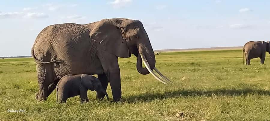 Day trip amboseli national park from nairobi budget safari. - Leaving Nairobi for the Park