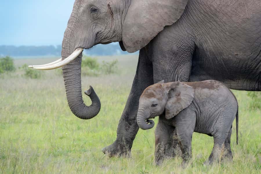 Day Trip: Amboseli National Park & Maasai Village – Nairobi - The early ride south from Nairobi