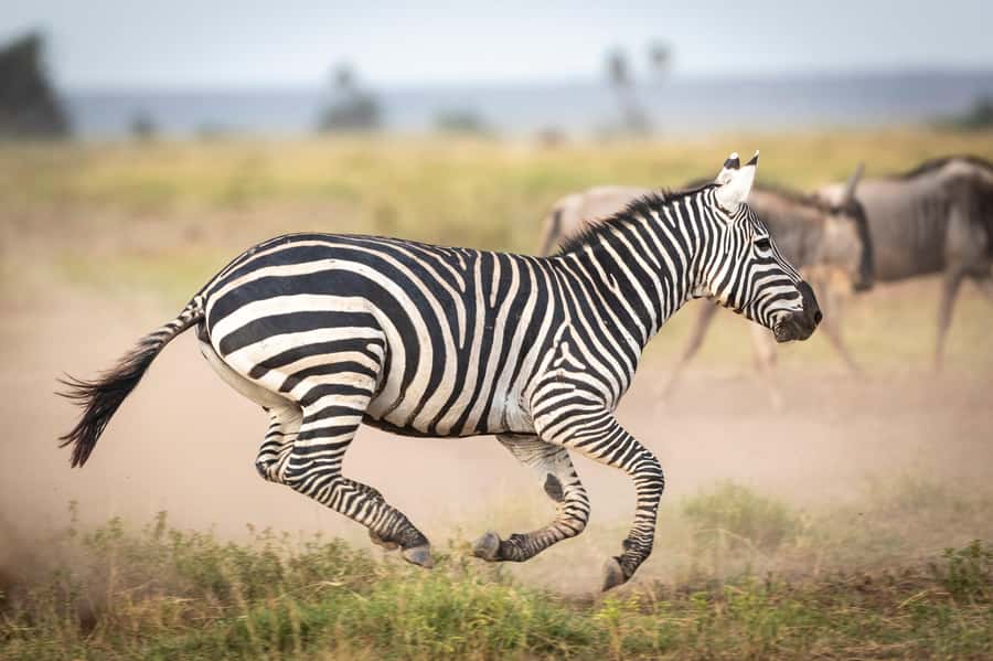 Day Trip: Amboseli National Park & Maasai Village – Nairobi - Kilimanjaro views and the midday pause