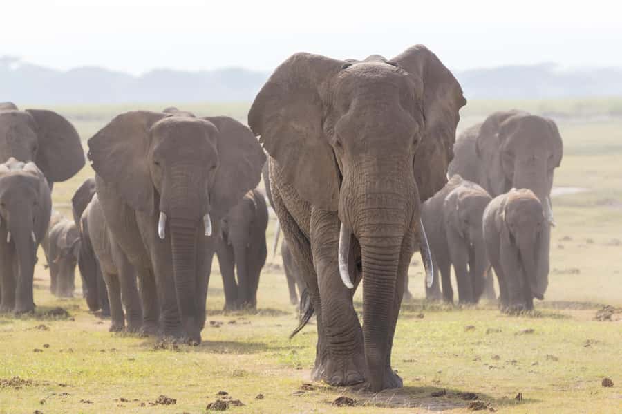 Day Trip: Amboseli National Park & Maasai Village – Nairobi - What the $100 price really means