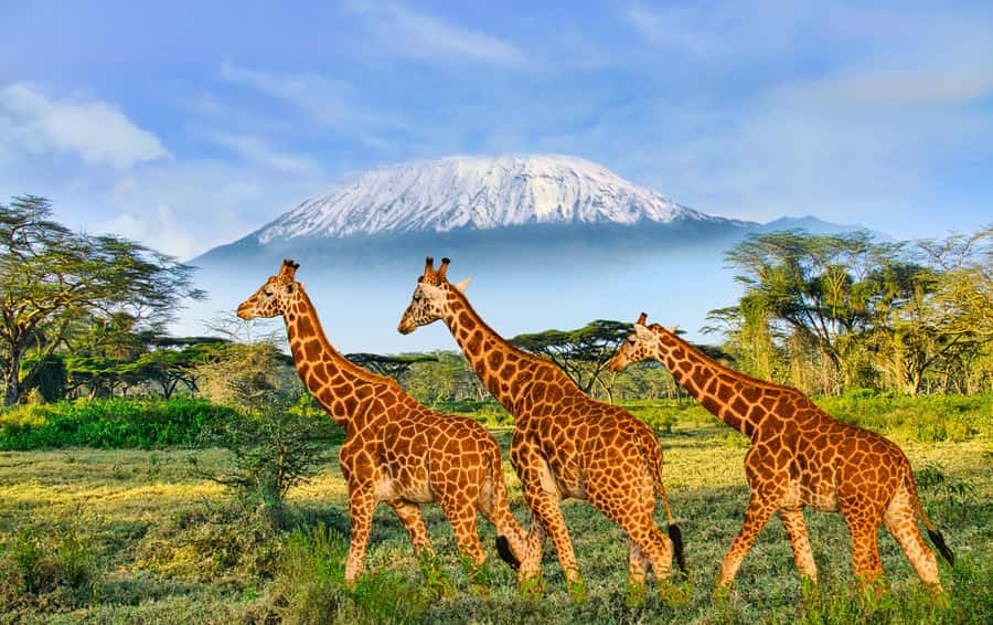 Day Trip: Amboseli National Park & Maasai Village – Nairobi - Guides, vehicles, and the comfort question