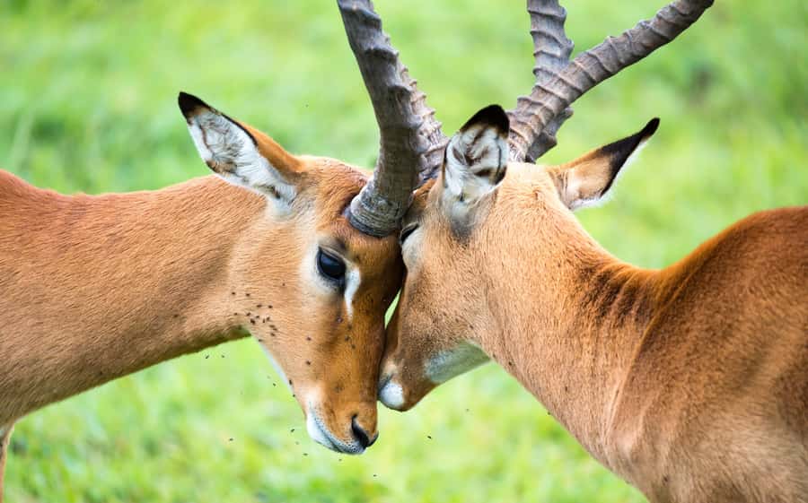 Day Trip: Amboseli National Park & Maasai Village – Nairobi - Booking details worth checking first