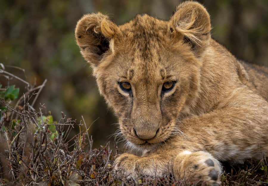 Day Trip: Amboseli National Park & Maasai Village – Nairobi - Five hours among Amboseli’s elephants