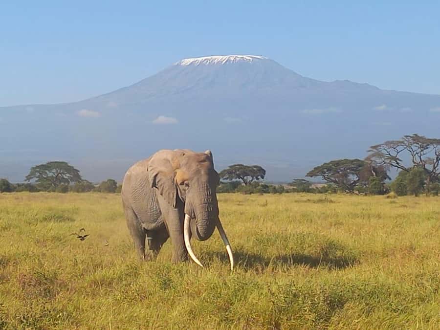 DAY TRIP AMBOSELI PARK FROM NAIROBI AND MASAI VILLAGE. - Key points to know before booking