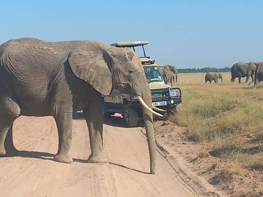 DAY TRIP AMBOSELI PARK FROM NAIROBI AND MASAI VILLAGE. - Why Amboseli makes a strong one-day safari