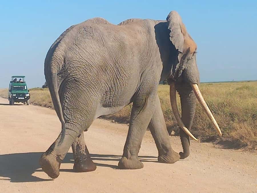 DAY TRIP AMBOSELI PARK FROM NAIROBI AND MASAI VILLAGE. - Four hours inside Amboseli National Park