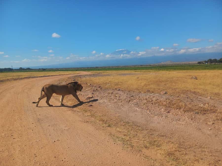 DAY TRIP AMBOSELI PARK FROM NAIROBI AND MASAI VILLAGE. - The midday pause and the cost of lunch