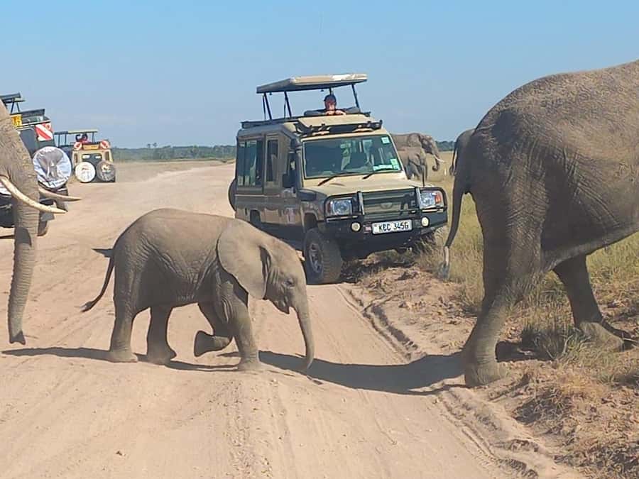 DAY TRIP AMBOSELI PARK FROM NAIROBI AND MASAI VILLAGE. - The Maasai village visit and what to expect