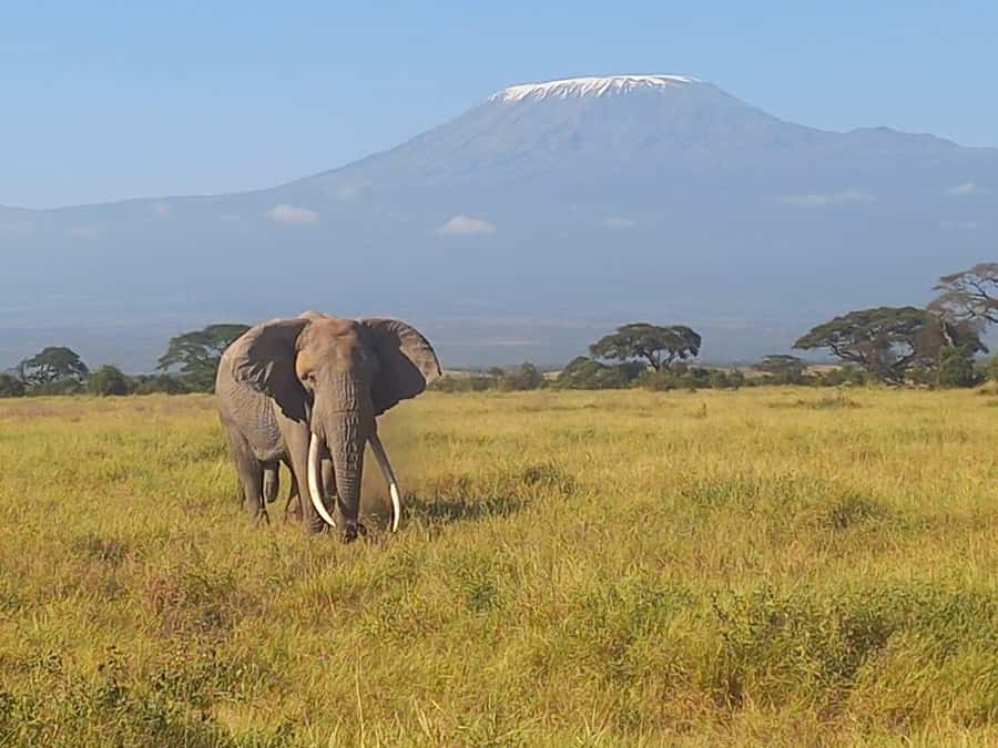 DAY TRIP AMBOSELI PARK FROM NAIROBI AND MASAI VILLAGE. - Leaving Nairobi before the city wakes up