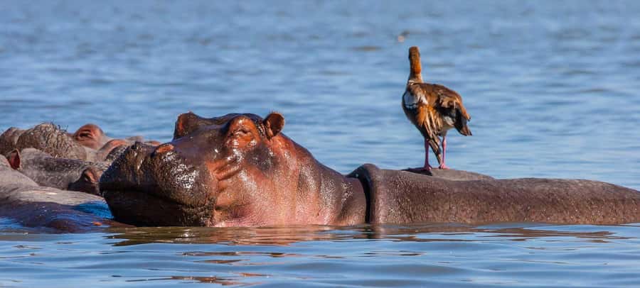 Day Trip: Hell's Gate Bike Ride & Lake Naivasha Boat Ride - Who will enjoy this experience most