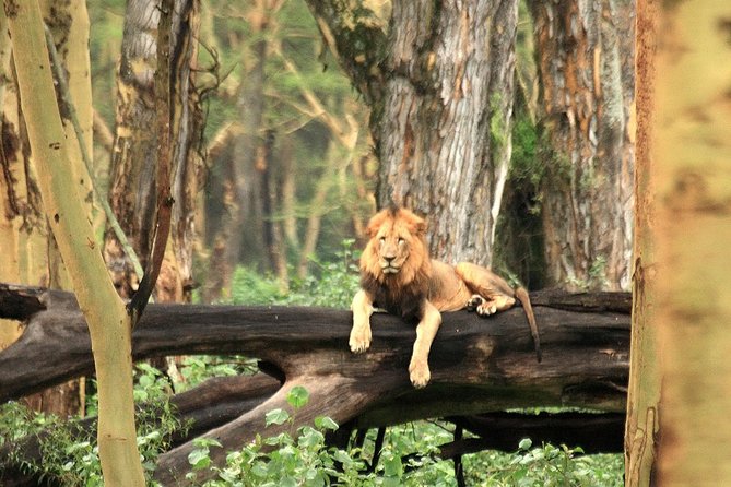 Day trip - Lake Nakuru National Park Tour From Nairobi - Why Lake Nakuru works as a one-day safari