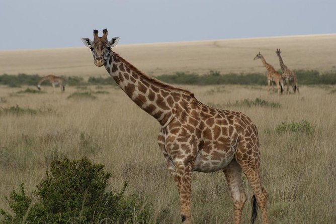Day trip - Lake Nakuru National Park Tour From Nairobi - Rhino country near the lake