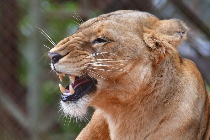 Day trip - Lake Nakuru National Park Tour From Nairobi - Beyond the lake: lions, giraffes, and possible leopard