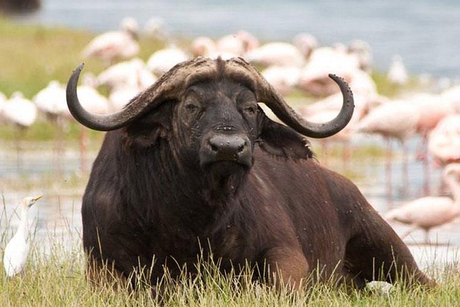Day trip - Lake Nakuru National Park Tour From Nairobi - What the guide can add to the day
