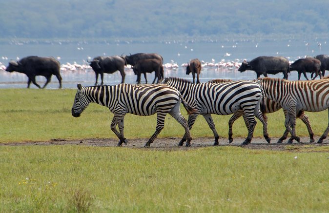 Day trip - Lake Nakuru National Park Tour From Nairobi - The $130 price and the real cost