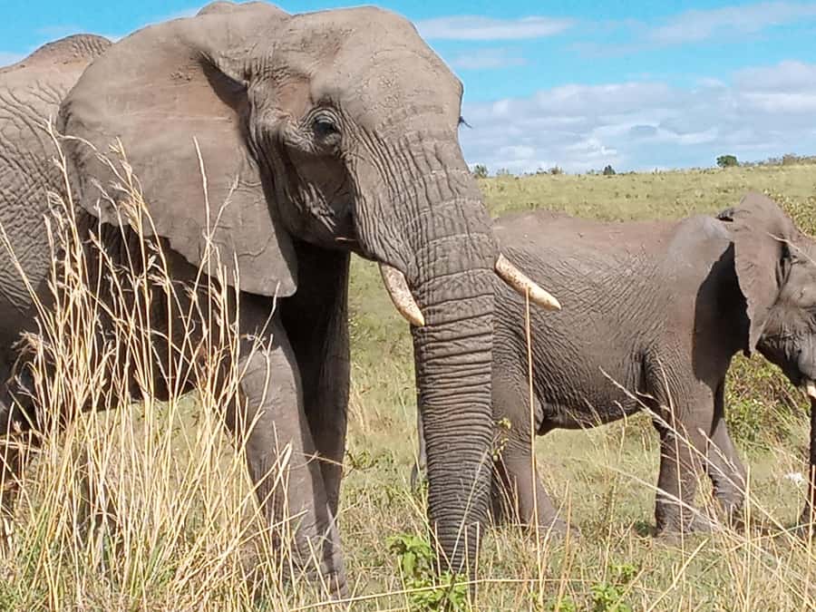 Day Trip to Amboseli National Park from Nairobi. - Key points to know before booking