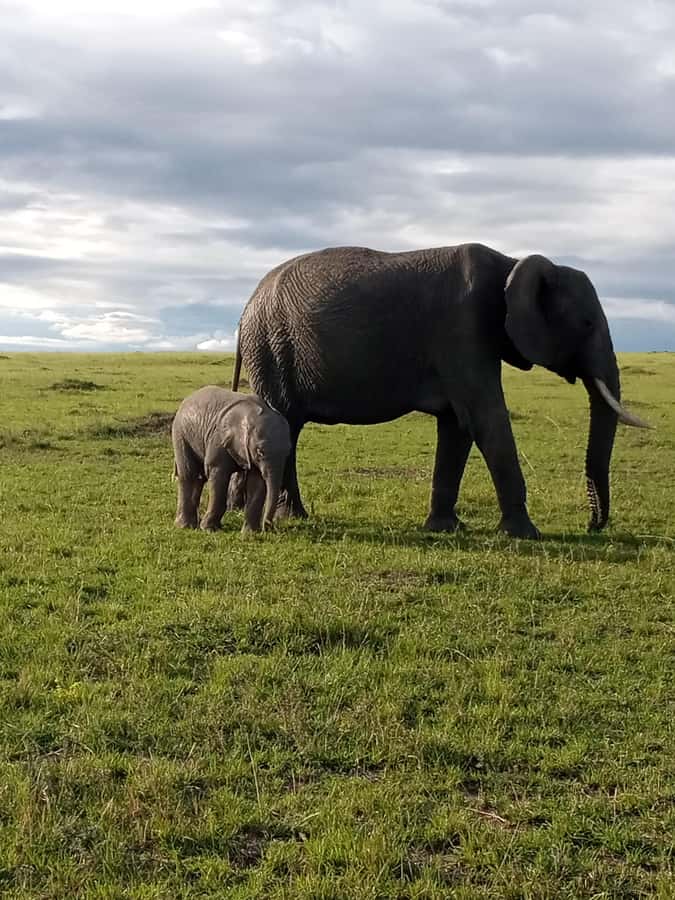 Day Trip to Amboseli National Park from Nairobi. - Why Amboseli makes sense as a Nairobi day trip