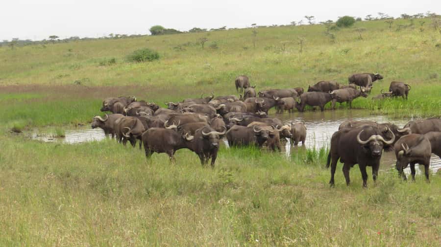 Day Trip to Amboseli National Park from Nairobi. - Entering Amboseli for the wildlife drive
