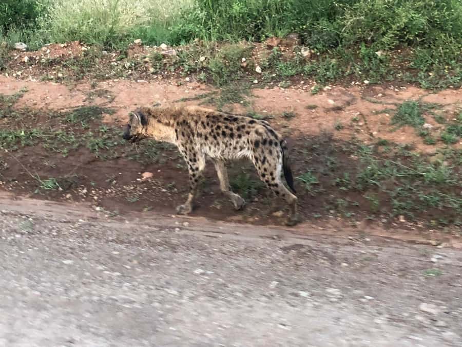 Day Trip to Amboseli National Park from Nairobi. - Is one day enough for Amboseli?
