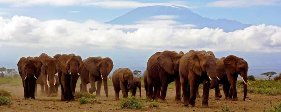 Day Trip to Amboseli National Park from Nairobi. - The pre-sunrise pickup from Nairobi