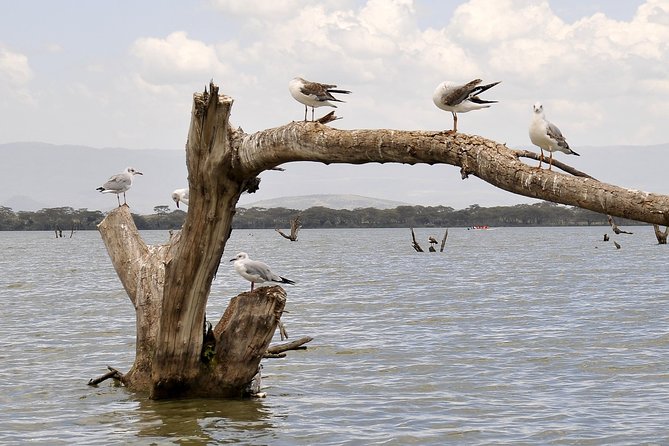 Day Trip To Crescent Island And Hells Gate National Park - Crescent Island Game Park: walking near wild animals
