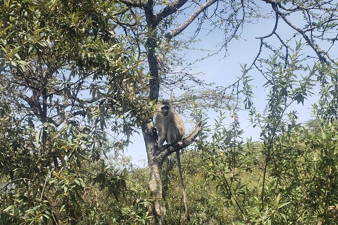 Day trip to Hells Gate National Park with boat ride on Lake Naivasha - Hippos, birds, and Crescent Island from the boat