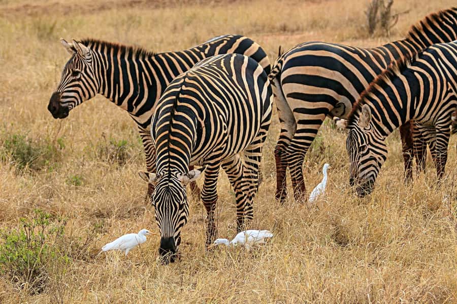 Day Trip to Lake Nakuru National Park from Nairobi - Key points to know before you book