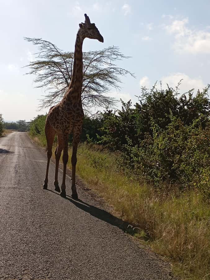 Day Trip to Lake Nakuru National Park from Nairobi - Flamingos, pelicans, and the alkaline lake