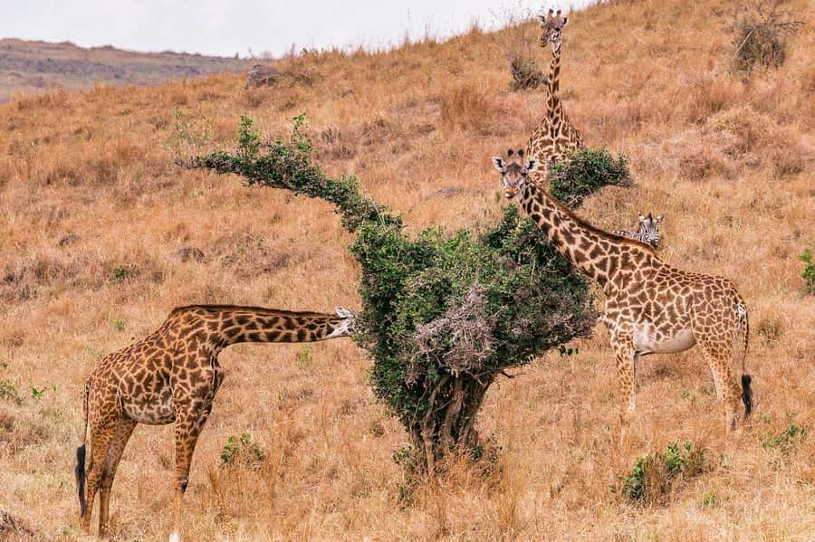 Day Trip to Lake Nakuru National Park from Nairobi - What the $175 price really covers